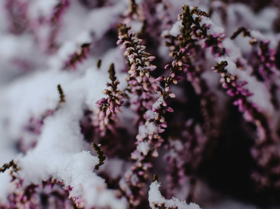 Lavendel mit rosa Blüten, teilweise mit Schnee bedeckt